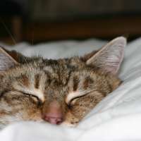Tipps und Tricks für schnelleres Einschlafen